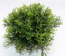 Augalas plastikinis Green moss XL 12cm